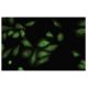 Rock-2 Antibody (30-J) - Immunofluorescence - Image 35562