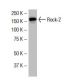 Rock-2 Antibody (30-J) - Western Blotting - Image 33798 