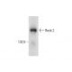 Rock-2 Antibody (D-2) - Western Blotting - Image 138939