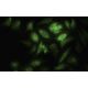 ROD Antibody (43-K) - Immunofluorescence - Image 35468
