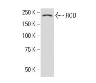 ROD Antibody (43-K) - Western Blotting - Image 33500 