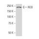 ROD Antibody (43-K) - Western Blotting - Image 33500 