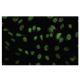 ROD1 Antibody (F-30) - Immunofluorescence - Image 35700 