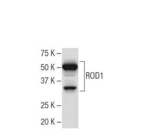 ROD1 Antibody (F-30) - Western Blotting - Image 34217 
