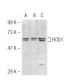 ROD1 Antibody (F-30) - Western Blotting - Image 47294