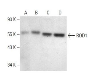 ROD1 Antibody (F-30) - Western Blotting - Image 301375 