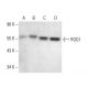 ROD1 Antibody (F-30) - Western Blotting - Image 301375 