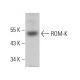 ROM-K Antibody (D-3) - Western Blotting - Image 360233