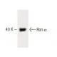 Ron α Antibody (29) - Western Blotting - Image 60434 