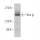 Ron β Antibody (E-3) - Western Blotting - Image 377241