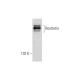 Rootletin Antibody (E-5) - Western Blotting - Image 289577