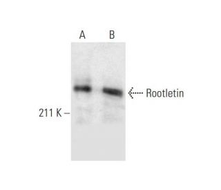 Rootletin Antibody (E-5) - Western Blotting - Image 289888 