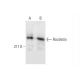 Rootletin Antibody (E-5) - Western Blotting - Image 289888 