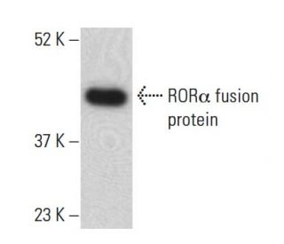 ROR&alpha; Antibody (C-7) - Western Blotting - Image 398976 