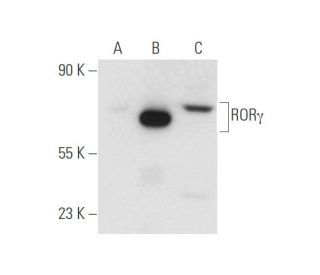 ROR&gamma; Antibody (162C2a) - Western Blotting - Image 57795 