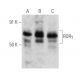 RORγ Antibody (27.92) - Western Blotting - Image 354863