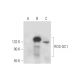 ROS-GC1 Antibody (A-5) - Western Blotting - Image 333458