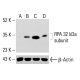 RPA 32 kDa subunit Antibody (B-4) - Western Blotting - Image 414053 