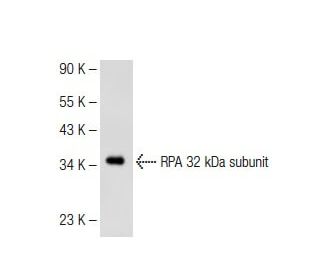 RPA 32 kDa subunit Antibody (G-3) - Western Blotting - Image 113850 
