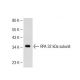 RPA 32 kDa subunit Antibody (G-3) - Western Blotting - Image 113850 