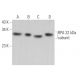 RPA 32 kDa subunit Antibody (G-3) - Western Blotting - Image 361866