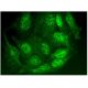 RPA 70 kDa subunit Antibody (B-10) - Immunofluorescence - Image 297318 