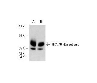 RPA 70 kDa subunit Antibody (H-7) - Western Blotting - Image 12791 