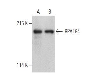 RPA194 Antibody (F-6) - Western Blotting - Image 399155