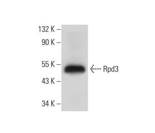 Rpd3 Antibody (C-4) - Western Blotting - Image 309724