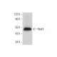 Rpd3 Antibody (C-4) - Western Blotting - Image 309724