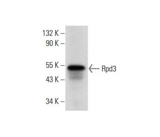 Rpd3 Antibody (G-9) - Western Blotting - Image 317954 