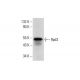 Rpd3 Antibody (G-9) - Western Blotting - Image 317954 