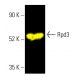 Rpd3 Antibody (G-9) - Western Blotting - Image 404021 