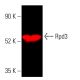 Rpd3 Antibody (G-9) - Western Blotting - Image 404022