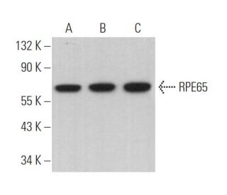 RPE65 Antibody (E-5) - Western Blotting - Image 366505