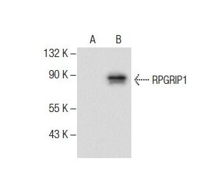 RPGRIP1 Antibody (B-3) - Western Blotting - Image 287808