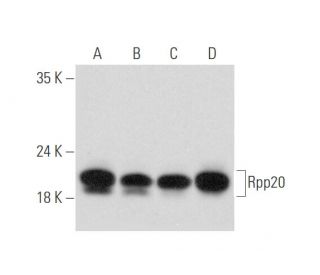 Rpp20 Antibody (D-6) - Western Blotting - Image 333485 