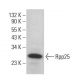 Rpp25 Antibody (A-3) - Western Blotting - Image 383900