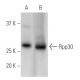 Rpp30 Antibody (2931D5a) - Western Blotting - Image 399554 