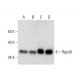 Rpp38 Antibody (A-2) - Western Blotting - Image 301365 