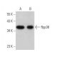 Rpp38 Antibody (A-2) - Western Blotting - Image 371051 