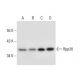 Rpp38 Antibody (B-6) - Western Blotting - Image 301366