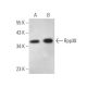 Rpp38 Antibody (B-6) - Western Blotting - Image 371047 