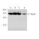 Rpp40 Antibody (G-4) - Western Blotting - Image 344049 