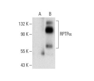 RPTP&alpha; Antibody (C-8) - Western Blotting - Image 303428