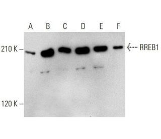 RREB1 Antibody (B-7) - Western Blotting - Image 352599 