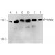 RREB1 Antibody (B-7) - Western Blotting - Image 352599 