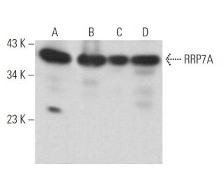 RRP7A Antibody (B-4) - Western Blotting - Image 371952 