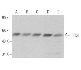 RRS1 Antibody (B-7) - Western Blotting - Image 374451 