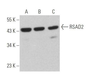 RSAD2 Antibody (G-8) - Western Blotting - Image 364049Each CRISPR/Cas9 Knockout (KO) Plasmid product consists of a pool of 3 plasmids designed to ensure identification and cleavage of a specific gene for maximum knockout efficiency. Each plasmid encodes a unique 20 nt sequence derived from the GeCKO (v2) library. 